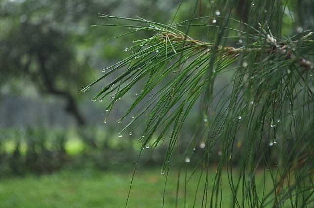 细雨, 绿色, 自然