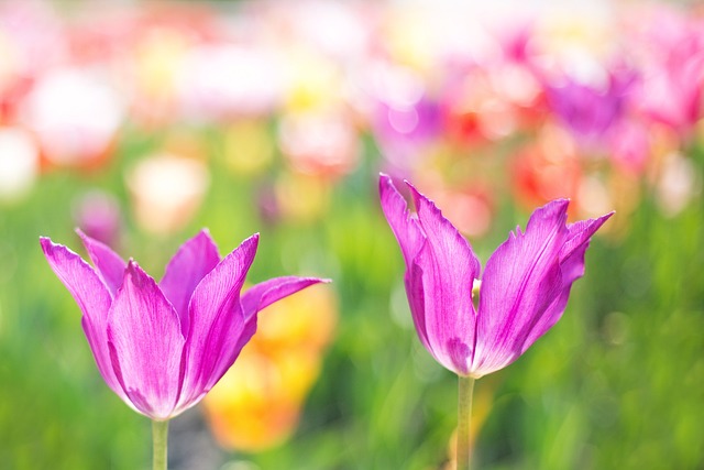 郁金香, 粉色的, 花朵
