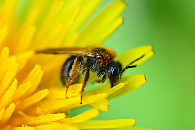 蜜蜂, 昆虫, 动物