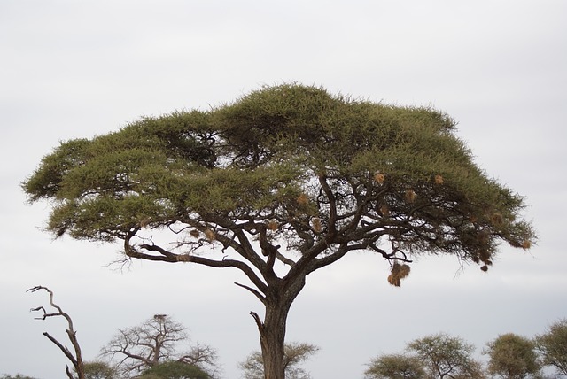 相思, 树, 非洲