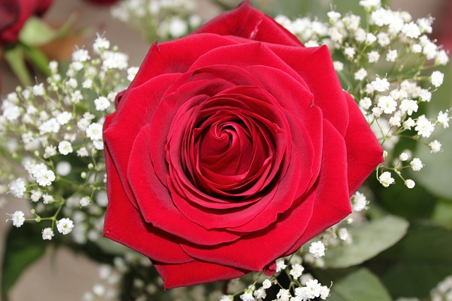 母亲节快乐, 爱的玫瑰, 百家乐