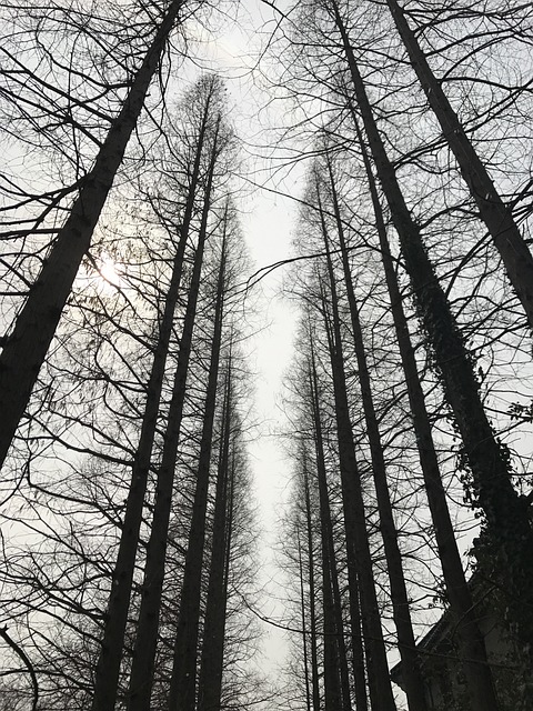 扬州, 森林公园, 树林