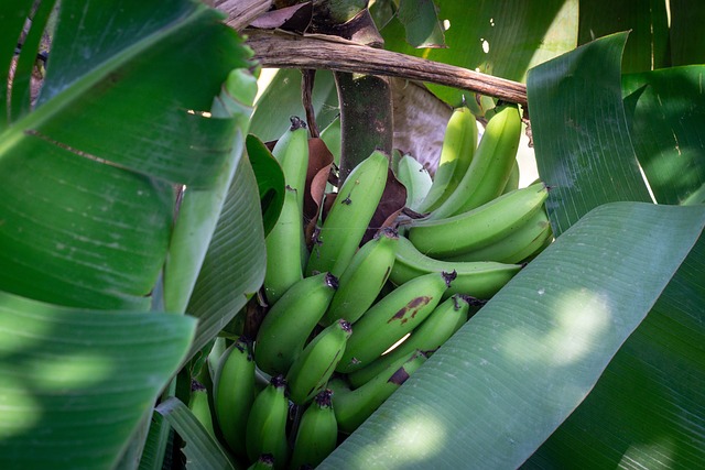 香蕉, 树, 绿色