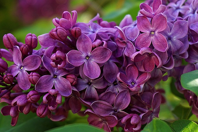 丁香花, 没有紫色的, 花园