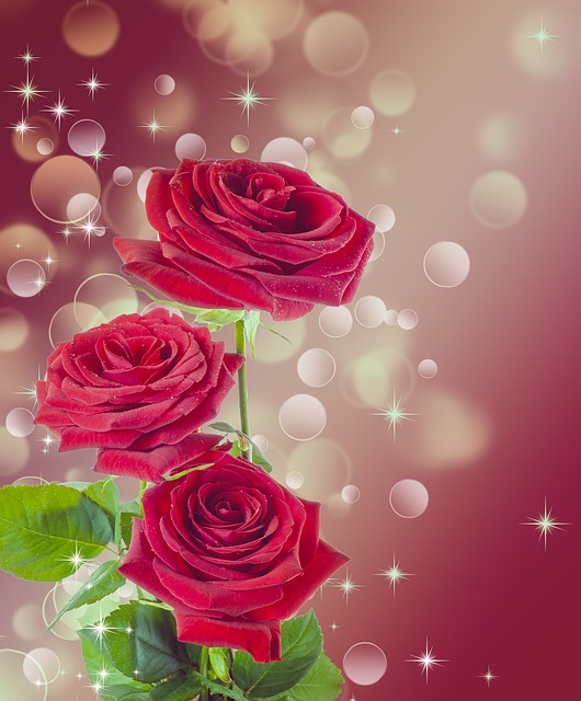玫瑰, 花, 红色的
