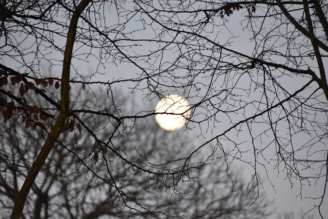 满月, 树枝, 明月