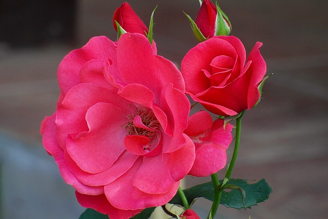 母亲节快乐, 玫瑰是红色的, 蕾