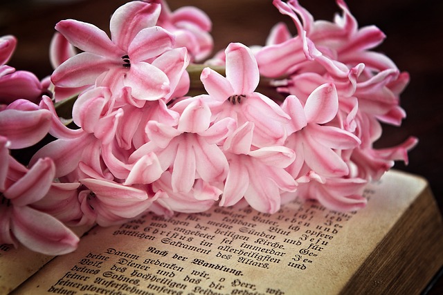 风信子, 开花, 粉色的
