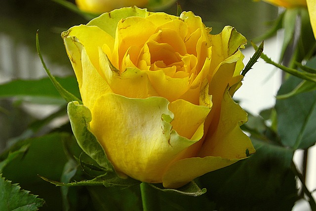 母亲节快乐, 黄色玫瑰, 花朵