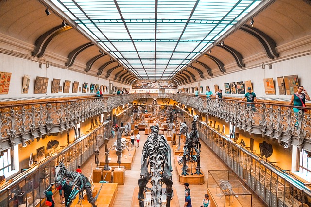 博物馆, 恐龙, 化石