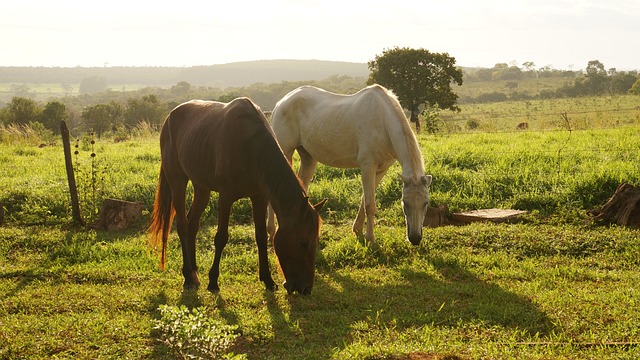 马匹, 景观, 地方