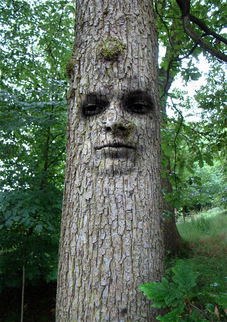 树, 男人, 脸