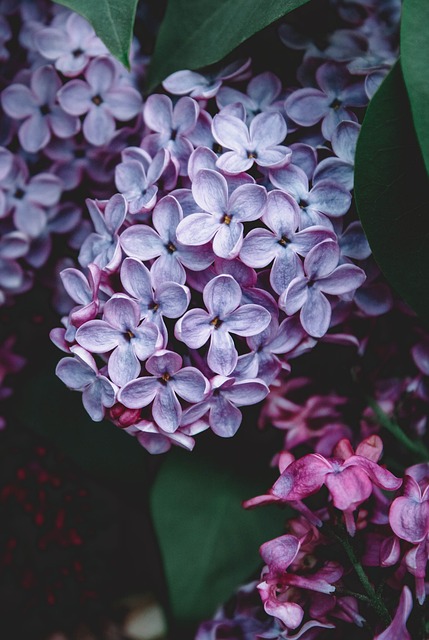 紫丁香, 春天, 花朵