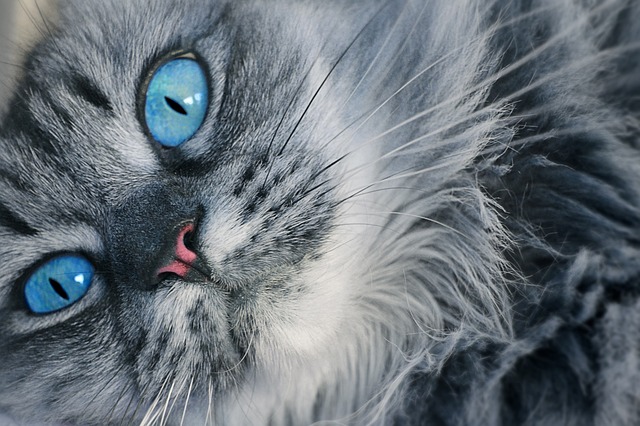 猫眼, 猫的样子, 蓝色的眼睛
