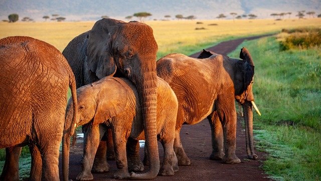 大象, 群, 母亲