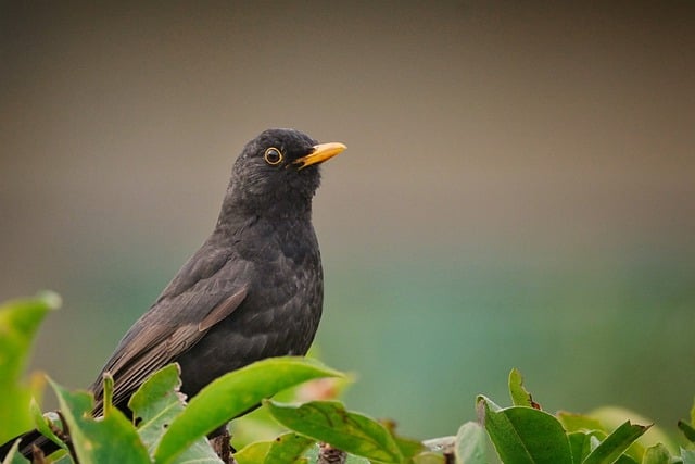 黑鸟, 鸟, 自然