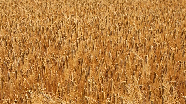 小麦,麦苗,小麦,比喻