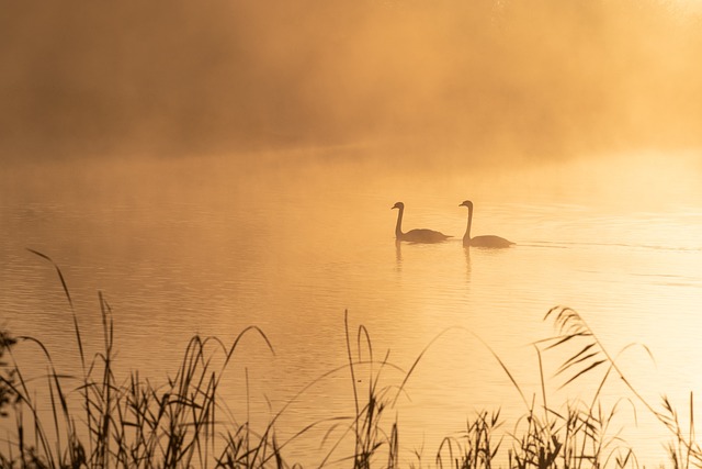 天鹅在朦胧的湖泊, 薄雾, 日出