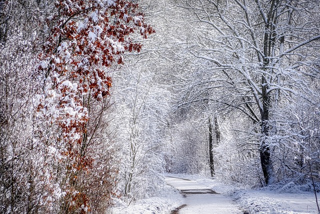 树, 冬天, 雪