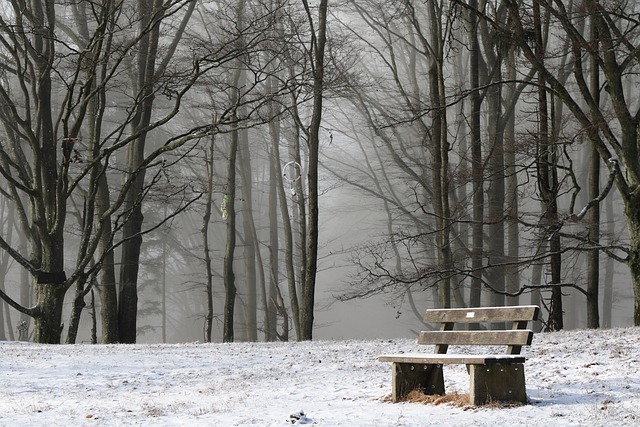 公园的长椅上, 孤独, 森林雾