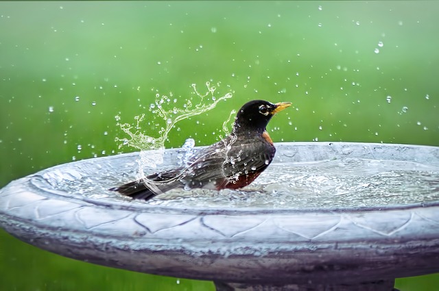 鸟浴, 溅, 鸟在浴缸