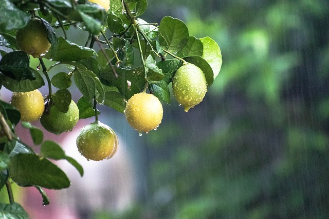 下雨, 树, 柑橘类水果