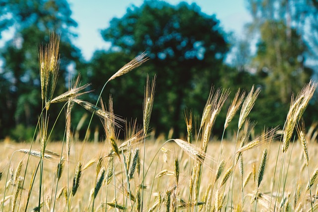 大麦, 粮食, 自然