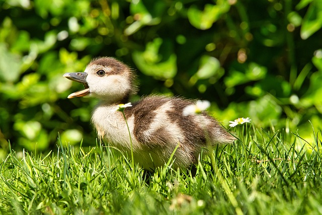 小鸭, 草, 鸟