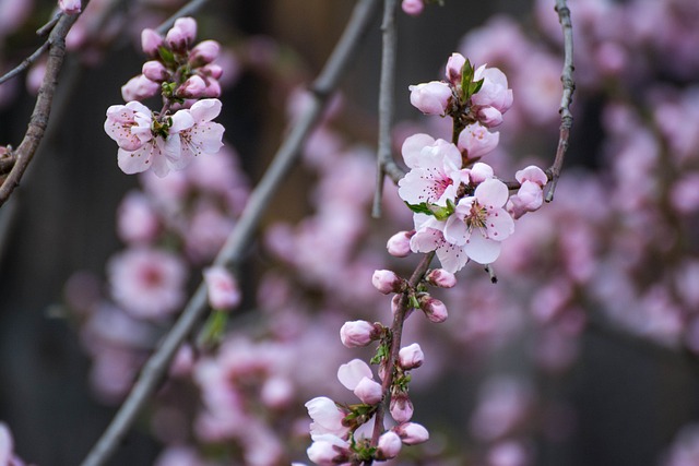 油桃, 春天, 粉红色的花朵