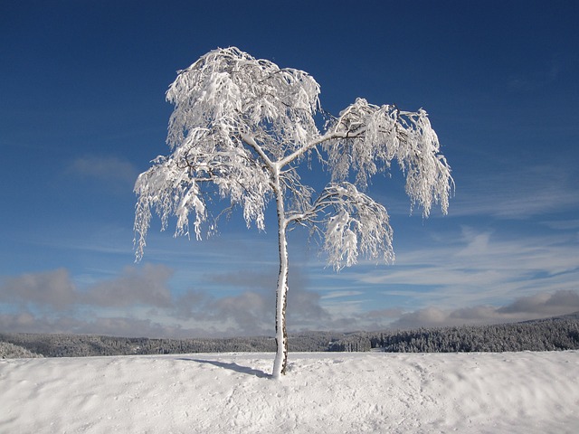 冬天, 下雪的, 枞树
