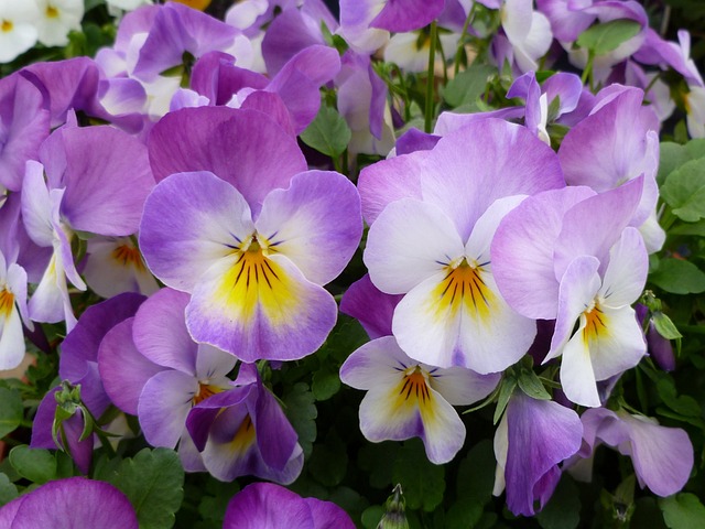 三色紫罗兰, 花园三色堇, 花朵