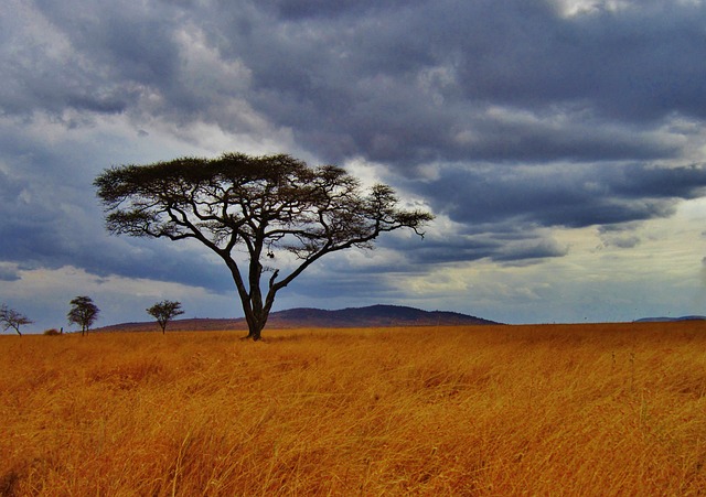 相思树, 坦桑尼亚, 苹果浏览器