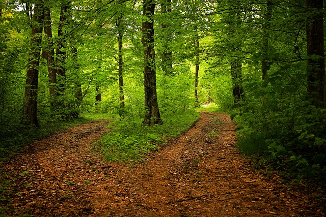 小路, 森林, 自然