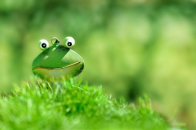 青蛙, 绿色, 绿色青蛙