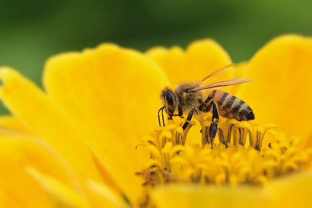 蜜蜂, 百日草, 授粉