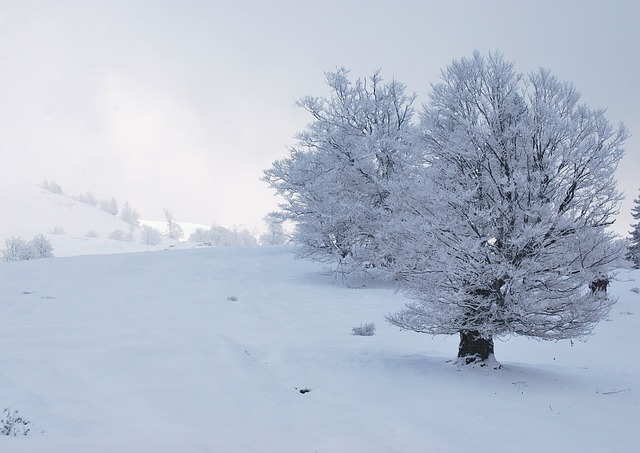 树, 大雪纷飞, 冬天