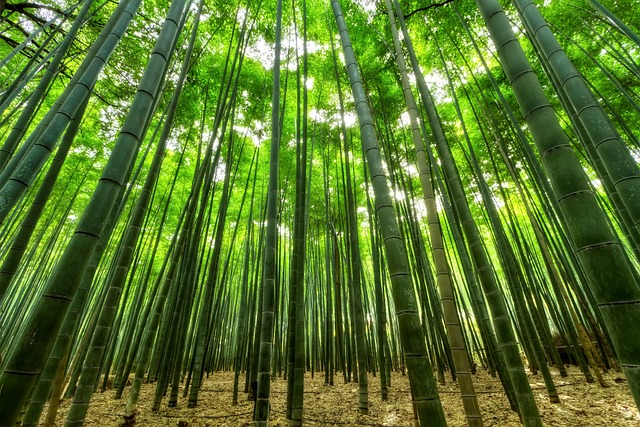 竹子, 树木, 绿色