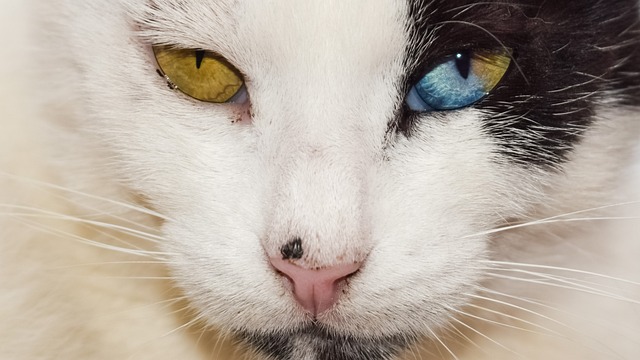 眼睛, 奇怪的, 猫