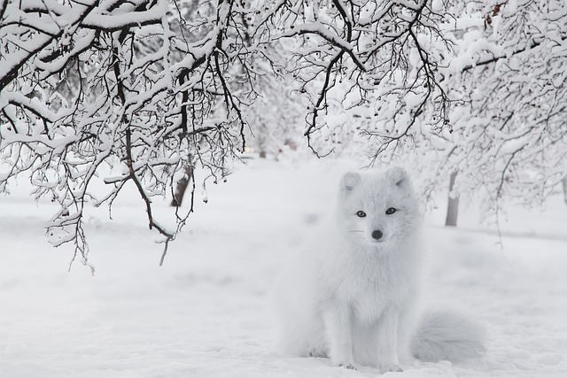 狐狸, 雪, 森林