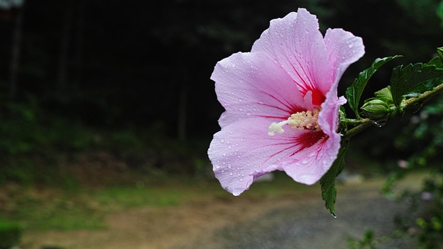 莎伦玫瑰, 国花, 下雨天
