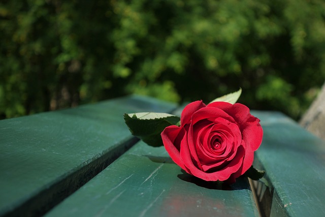 红玫瑰, 绿色的长凳上, 等着别人