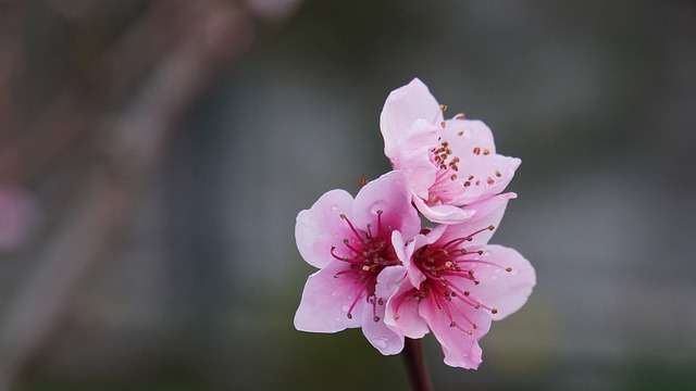 桃树, 春天, 粉色的