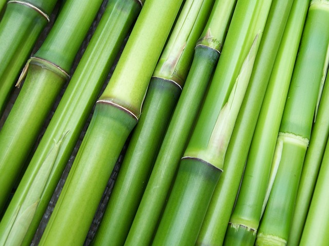 竹子, 绿色, 植物