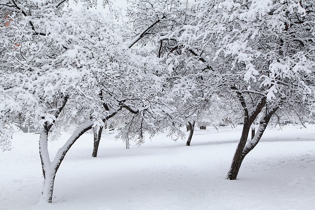 俄罗斯的冬天, 白雪, 雪覆盖的树木
