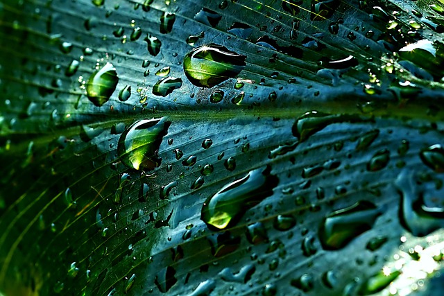 雨水, 叶子, 飞沫