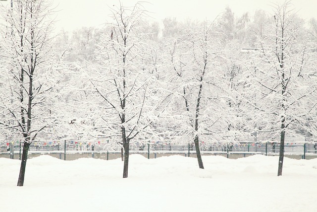 俄罗斯的冬天, 白雪, 雪覆盖的树木