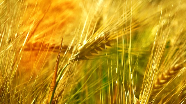 比喻, 自然, 小麦