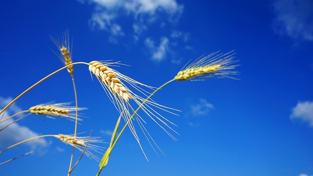 小麦、农场、土地、麦子、蓝天、农作物, 农村, 麦穗