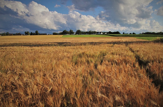 小麦, 在夏天, 正在成长