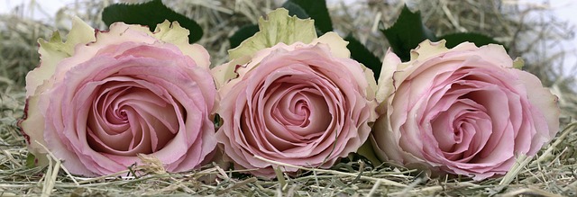 母亲节快乐, 玫瑰, 粉色的